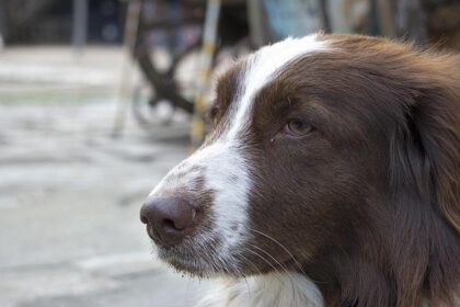 Christmas Miracle: Lost Dog Reunited with Family on I-80!