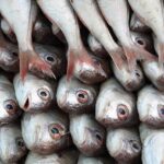 Secrets Beneath the Surface: Rohnert Park Couple Admits to a Decade of Illicit Fish Trading