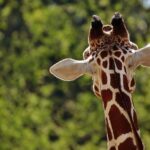 A Heartfelt Goodbye: Oakland Zoo Mourns the Loss of a Cherished Giraffe
