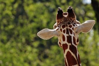 A Heartfelt Goodbye: Oakland Zoo Mourns the Loss of a Cherished Giraffe