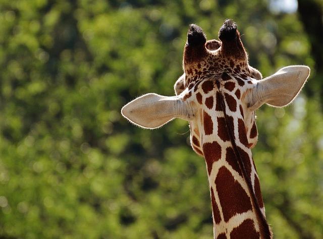 A Heartfelt Goodbye: Oakland Zoo Mourns the Loss of a Cherished Giraffe