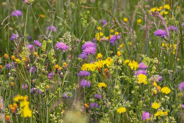Experience Nature Like Never Before: An Audiobook Journey Through the Sound of Wildflowers