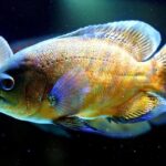 Honoring Oscar Grant: 17 Years of Remembrance and Resilience at Fruitvale