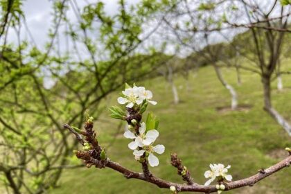 Tragic News: Tommy Lee Jones’ Daughter Discovered Unresponsive in San Francisco Hotel