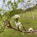 Heartbreaking Loss: Tommy Lee Jones’ Daughter Discovered Deceased in San Francisco Hotel