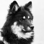 Seahawks Soar Over 49ers: The Defensive Masterclass That Earned Seattle the NFC’s Top Seed!