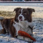 Unleashing Imagination: A Silicon Valley Dad’s Innovative AI Language Toy for Kids!