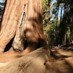 Unleash Your Adventurous Spirit: Explore the Breathtaking Hiking, Biking, and Camping Trails Among Majestic Redwoods!