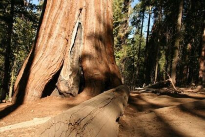 Unleash Your Adventurous Spirit: Explore the Breathtaking Hiking, Biking, and Camping Trails Among Majestic Redwoods!