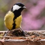 11-Year-Old Shooting in Antioch: Authorities Warn of Armed and Dangerous Suspect