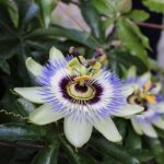 Brentwood Promises to Unveil Police Footage After Tragic Death of Woman in Officer Encounter