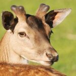 Mayor Daniel Lurie Pushes for New State Law to Guarantee Access to Court-Ordered Mental Health Medications