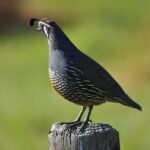 Empowering Californians: New Bill Aims to Hold Federal Officers Accountable