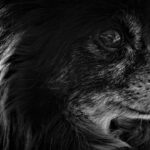 Unraveling the Mystery: Who’s Behind Fremont’s Stray Dog Dilemma?