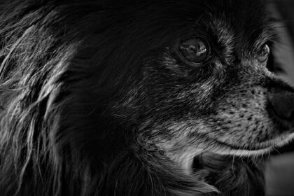 Unraveling the Mystery: Who’s Behind Fremont’s Stray Dog Dilemma?