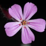 Join Us for a Heartfelt Tribute: Bob Weir Memorial Celebration in San Francisco!