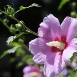 Sharon Stone Shakes Up the Stage: A Bold Message to the Young Audience at Her Award Speech!