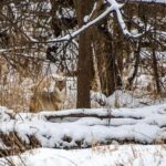Surprising Sight: Coyote Takes a Dip at Alcatraz Island!