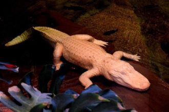 Celebrating Claude: The Legendary Albino Alligator and His Enduring Legacy