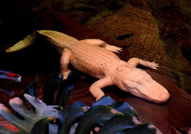 Celebrating Claude: The Legendary Albino Alligator and His Enduring Legacy
