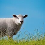 Green Day to Rock the Stage at the 2026 Super Bowl Opening Ceremony!