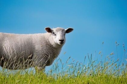 Green Day to Rock the Stage at the 2026 Super Bowl Opening Ceremony!