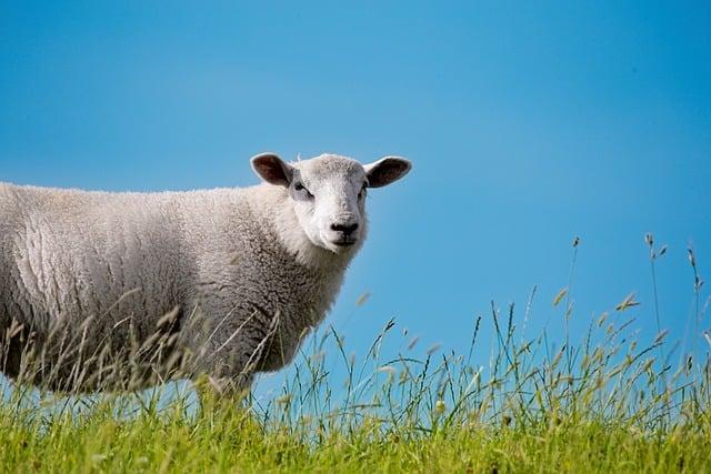 Green Day to Rock the Stage at the 2026 Super Bowl Opening Ceremony!