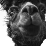 San Francisco Takes a Stand: Fighting Back Against Trump’s Sanctuary City Funding Cuts