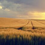 Bay Area Rallies Together: Outrage and Protests Ignite in San Francisco After ICU Nurse’s Tragic Shooting