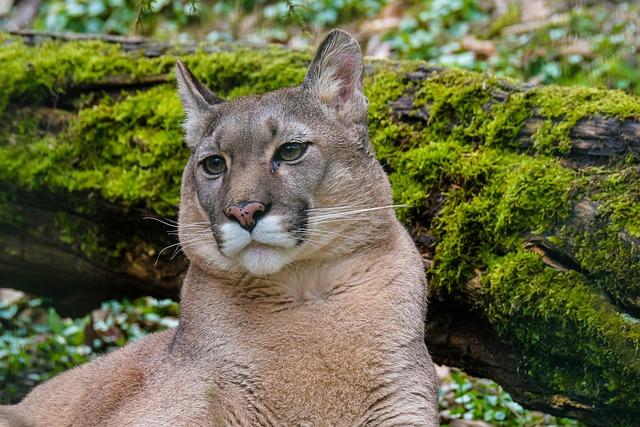 Mountain Lion Captured in San Francisco: A New Journey to a Safer Home!