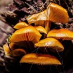 Heartbreaking Tragedy: Bay Area Resident Loses Life to Toxic Wild Mushrooms