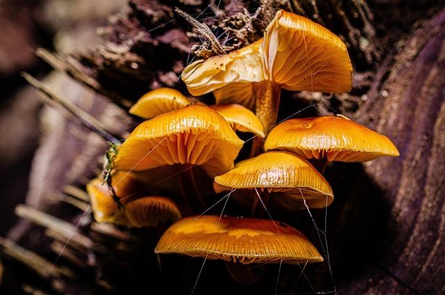 Heartbreaking Tragedy: Bay Area Resident Loses Life to Toxic Wild Mushrooms