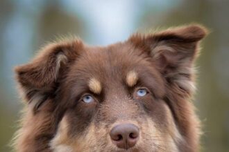 Tragic Blaze in Concord Claims Lives of Two Pets and Displaces Residents