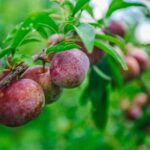 Tragic Loss: Tommy Lee Jones’ Daughter Victoria Discovered Deceased in San Francisco Hotel