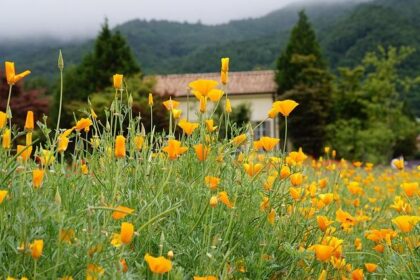 Unleash the Excitement: Discover the Ultimate Game Day Hub in San Francisco Bay Area!