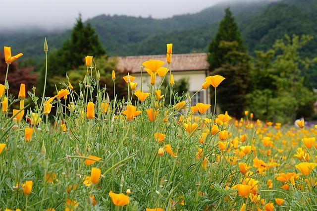 Unleash the Excitement: Discover the Ultimate Game Day Hub in San Francisco Bay Area!