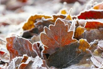 Exploring Minneapolis: A Journey Through the Heart of Press Freedom on Frozen Ground