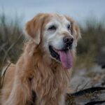 Katie Porter and Eric Swalwell Withdraw from San Francisco’s First Gubernatorial Showdown