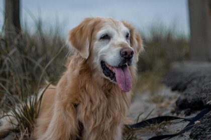 Katie Porter and Eric Swalwell Withdraw from San Francisco’s First Gubernatorial Showdown