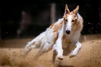Canine Chaos: How One Dog Brought Muni to a Standstill at Civic Center!