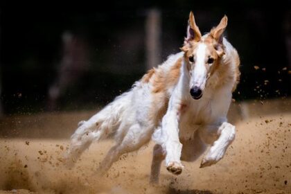Canine Chaos: How One Dog Brought Muni to a Standstill at Civic Center!