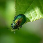 Shocking Assault: Behavior Therapist Faces Charges for Disturbing Attack on San Jose Toddler