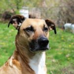 Brave Rescue: Dog Pulled to Safety from McCovey Cove!