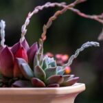 Discover the Enchanting World of Chakras at Stockton’s Dragonfairy Shop!