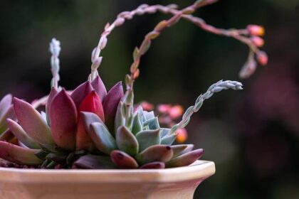 Discover the Enchanting World of Chakras at Stockton’s Dragonfairy Shop!