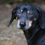 Wiener Takes Action to Revive ‘No Secret Police’ Law Following Court Ruling