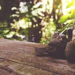 Unmasking Love’s Bitter Edge: The Fascinating Tale of Vinegar Valentines