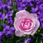 Captivating Highlights: Rose Pak’s Passionate Speeches at the Chinese New Year Parade