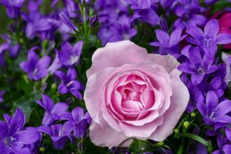 Captivating Highlights: Rose Pak’s Passionate Speeches at the Chinese New Year Parade
