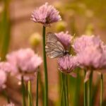 Review: ‘M. Butterfly’ intrigues at SF Playhouse